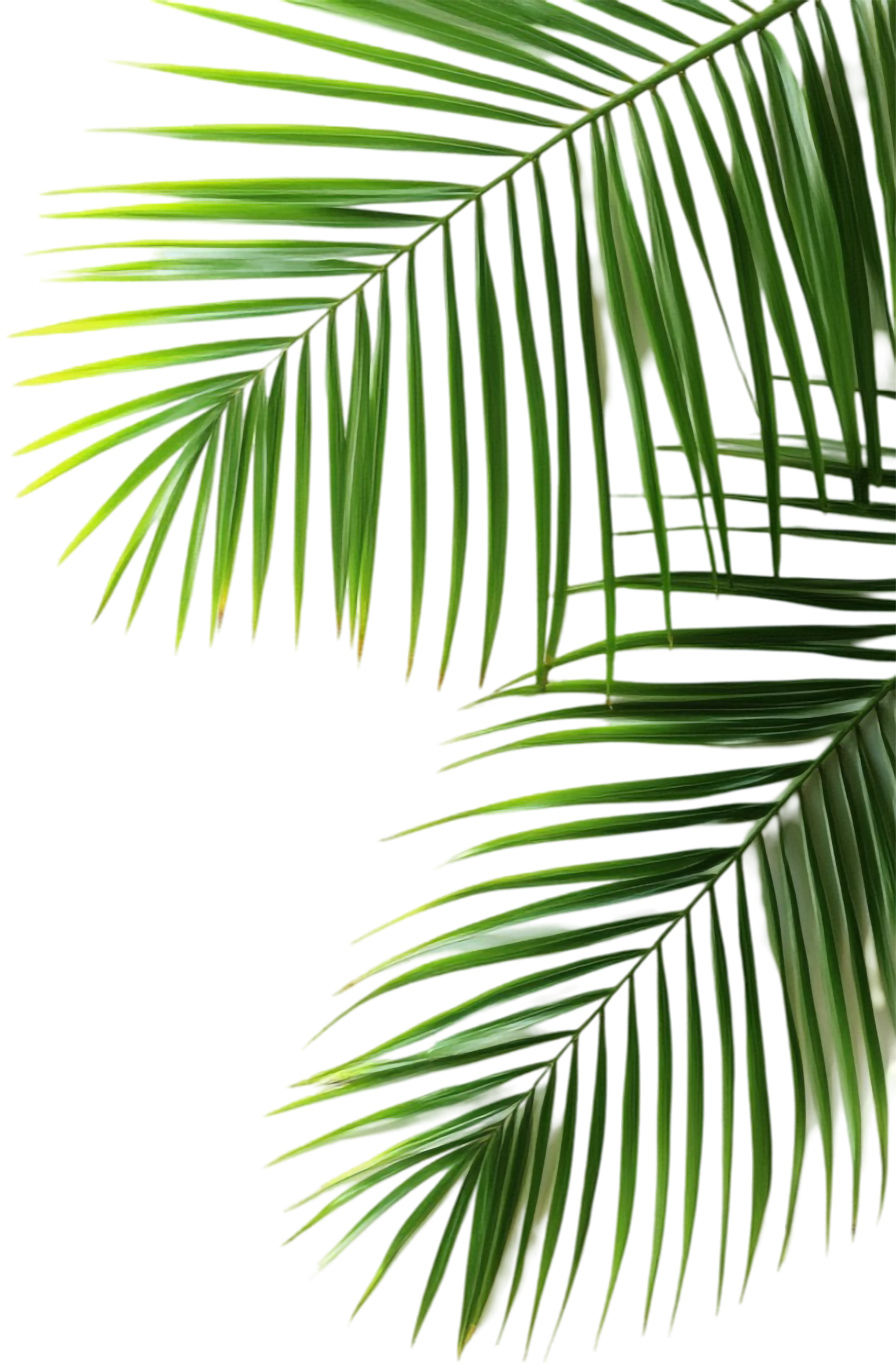 palms
