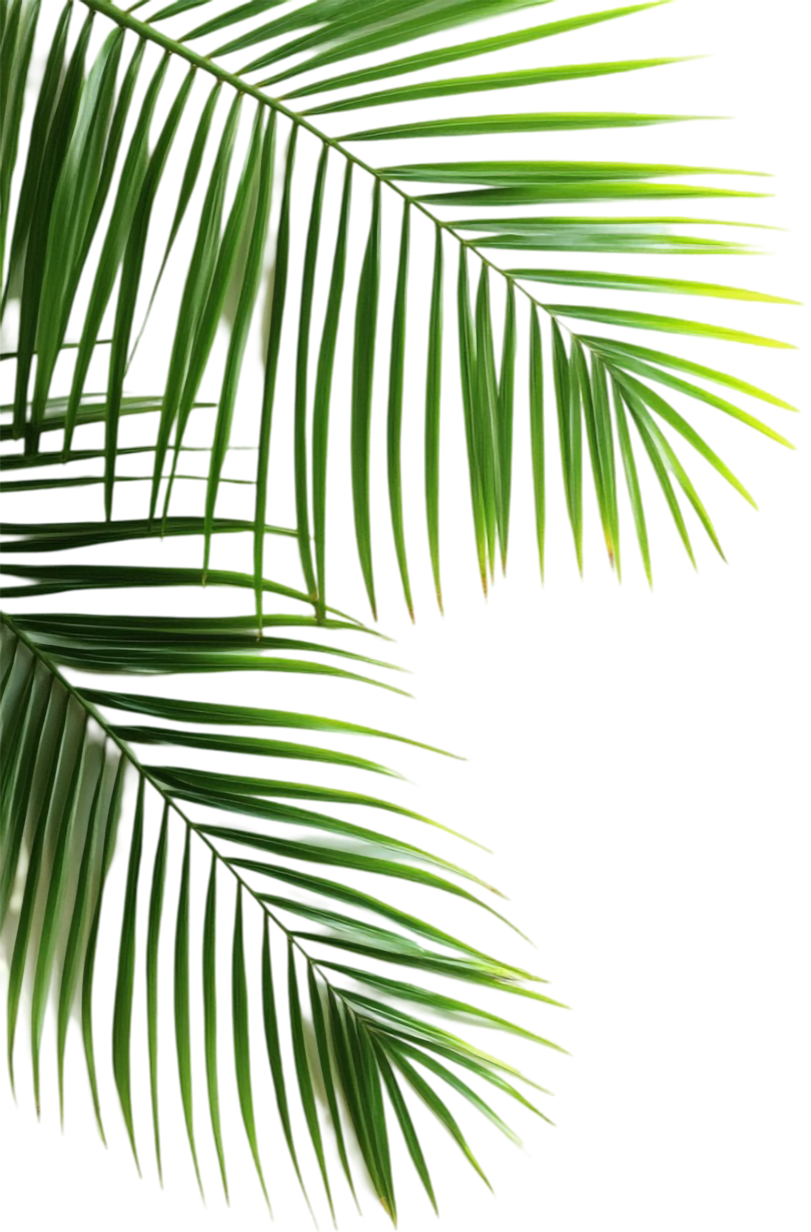 palms2